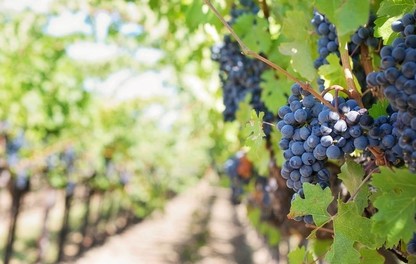 Gestire le avversità della vite peronospora e flavescenza dorata ADAMA